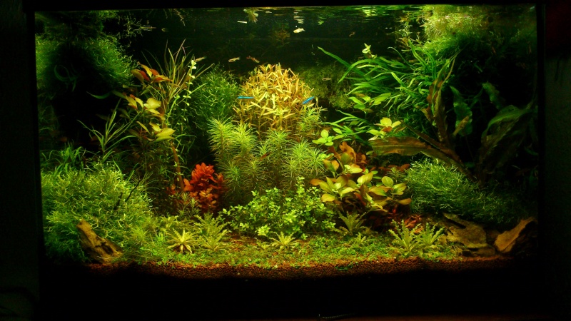 aquarium 54litres planté - Page 6 07910