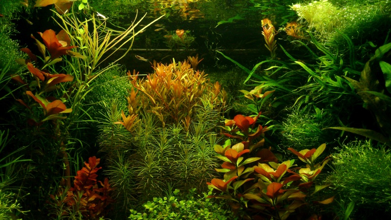 aquarium 54litres planté - Page 6 14810