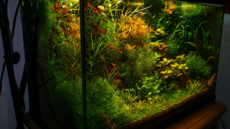 aquarium 54litres planté - Page 6 16210