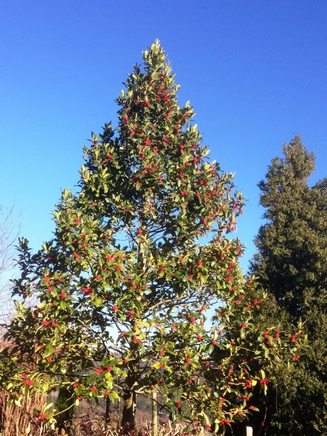 Ilex 'Castaneifolia' - houx à feuille de châtaignier Octobr10