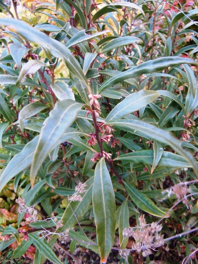 Sarcococca - le genre - Page 3 Sarc_h10