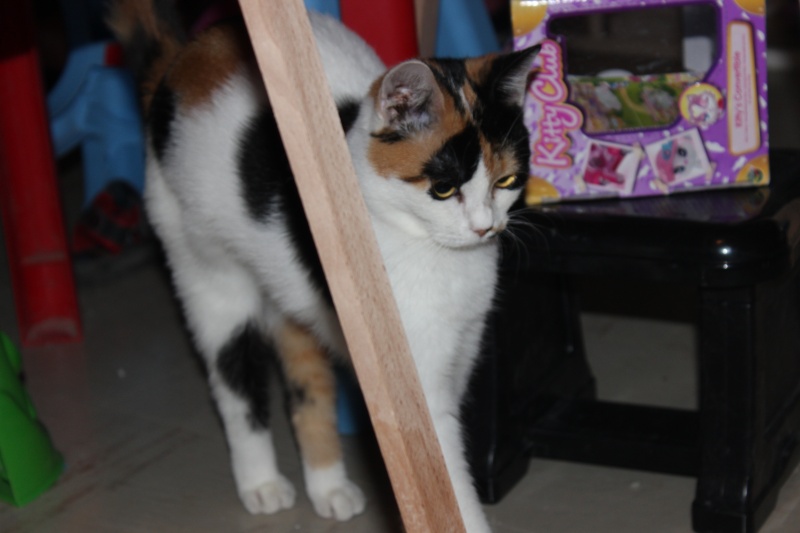 Savana - chatonne tricolore - née le 25/04/2014  Img_4824