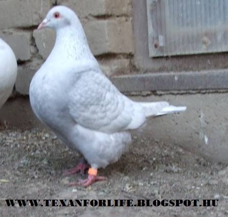Pigeon texans of Adam Palankai ( Hungary) - Page 9 10968010