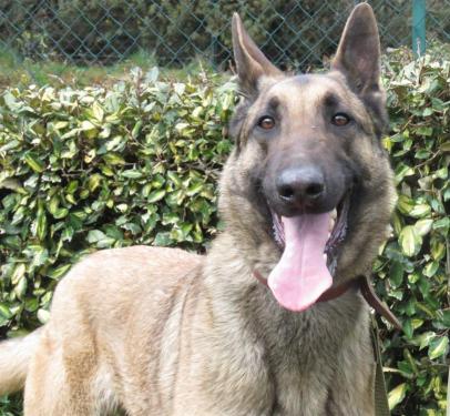 WAYKI Type berger belge malinois 7 ans (dont 4 de refuge) REFUGE D'HERMERAY (78) 41065111