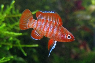 Badis Badis 9L Img_8610