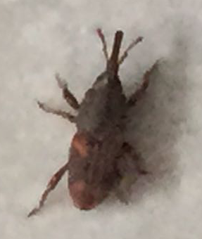 Identification d'un insecte en appartement Untitl10