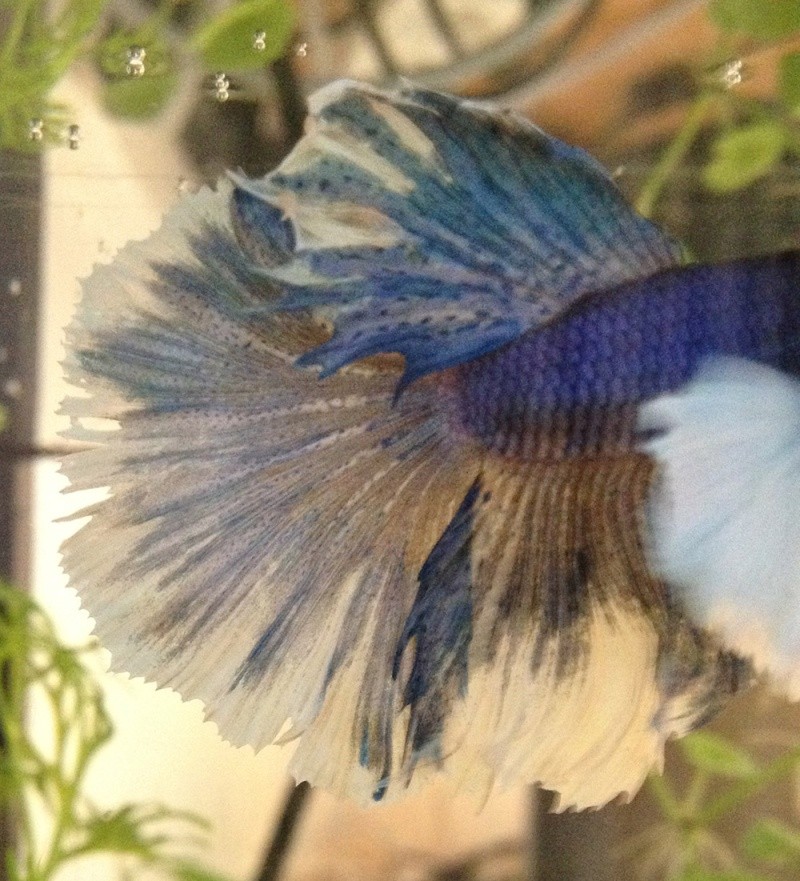 Oh mon beau Betta..Stitch ! - Page 2 Img_0913