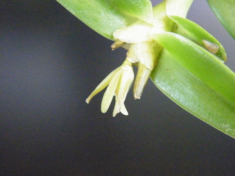 Epidendrum sculptum Dscf2810