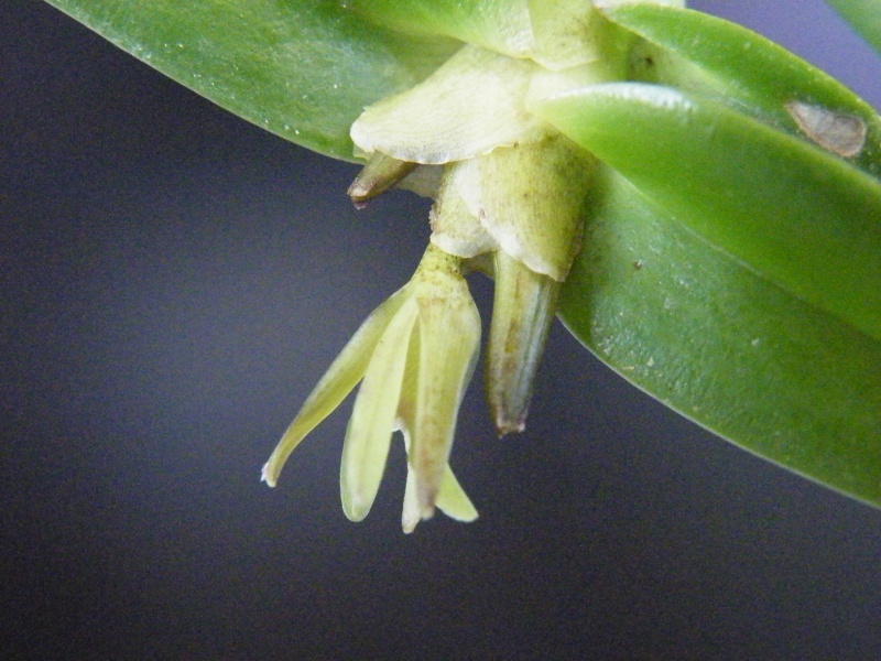 Epidendrum sculptum Dscf2811