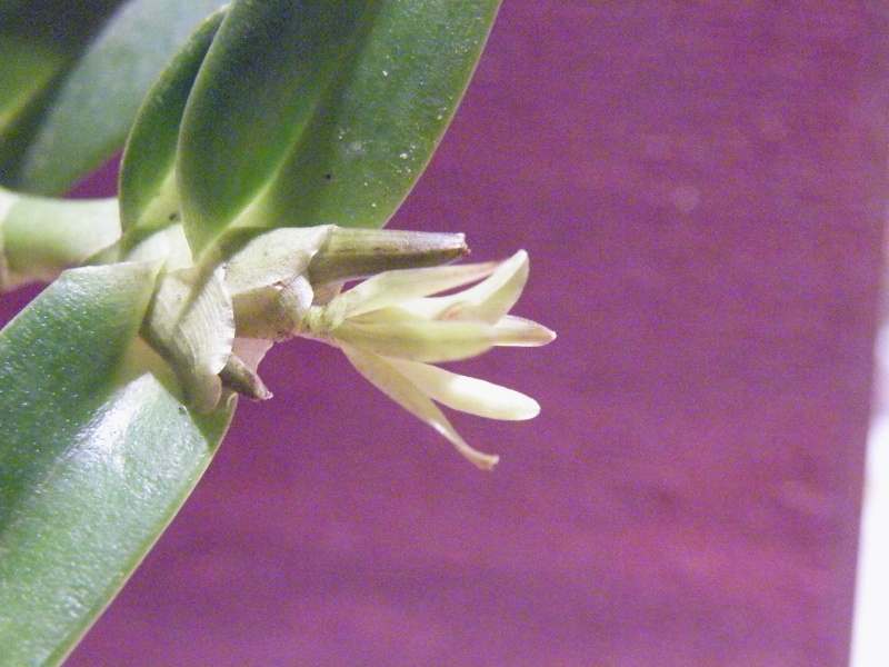 Epidendrum sculptum Dscf2815