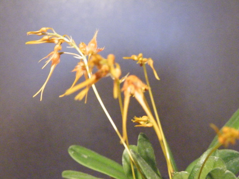Bulbophyllum taiwanense Dscf2826