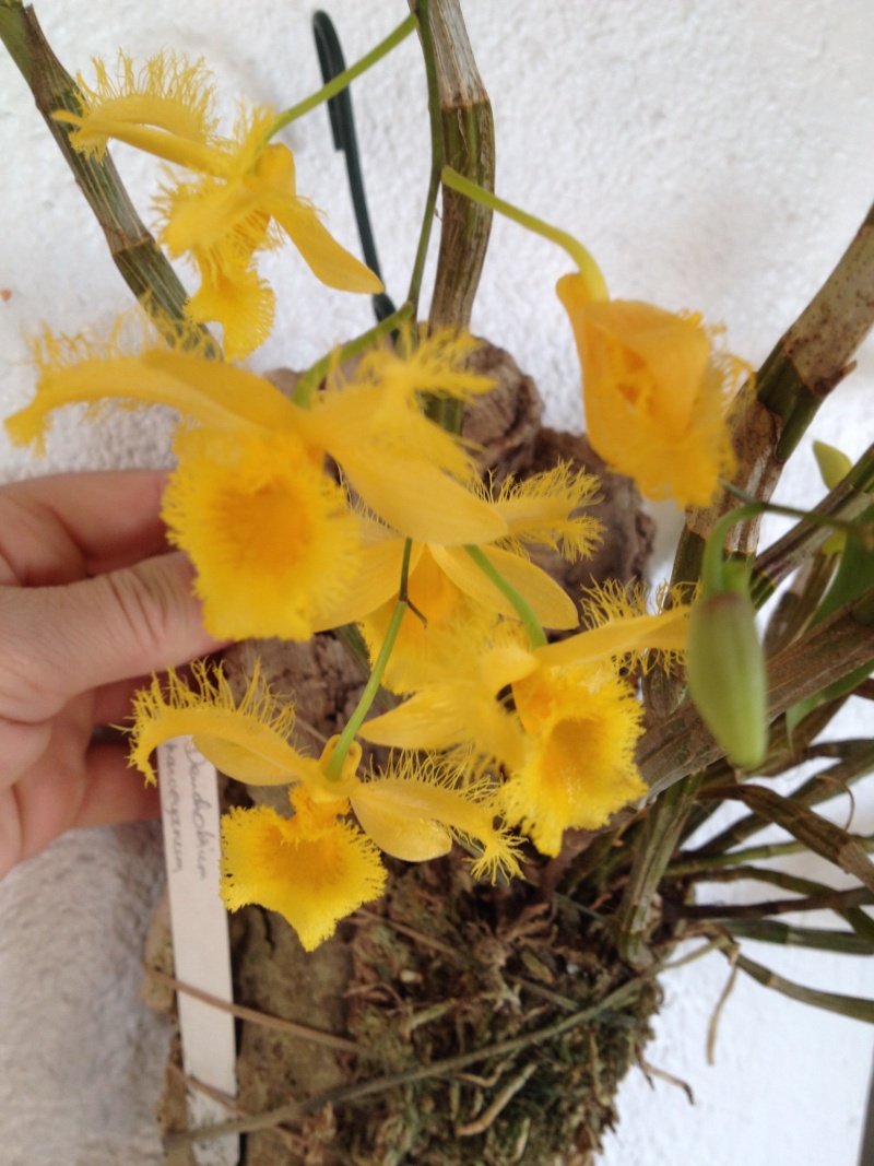 Dendrobium harveyanum Img_1361