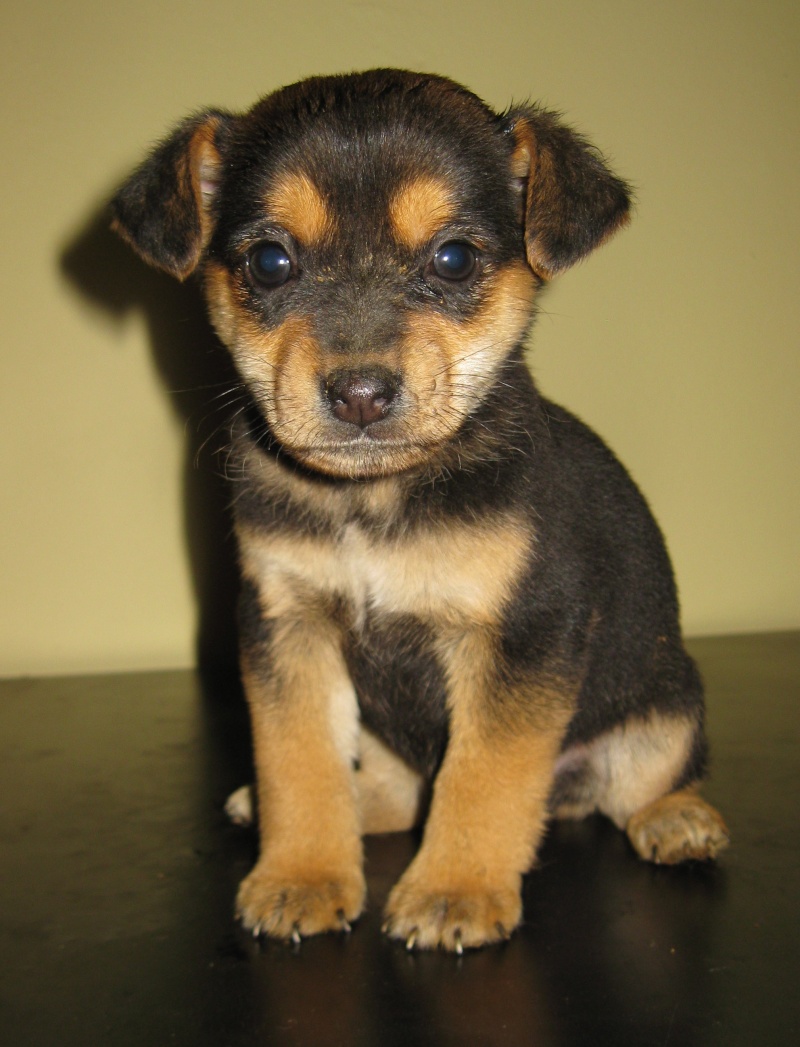 JANVIER : Zippo, mâle croisé pinscher, 2 mois Img_9214