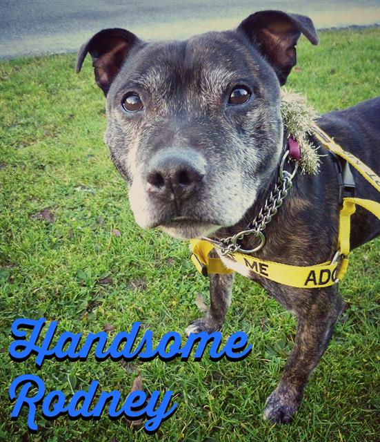 Rodney 10 year SBT Kenneled Worcester needs a home Rodney11