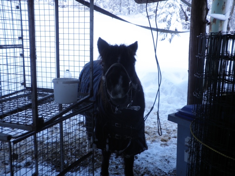 HAVANE - OI poney née en 1995 - adoptée en mars 2014 par dona carlota P2020010