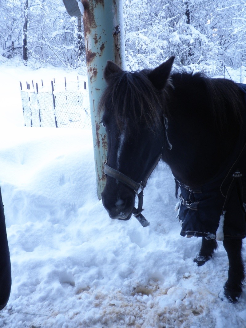 HAVANE - OI poney née en 1995 - adoptée en mars 2014 par dona carlota P2020012