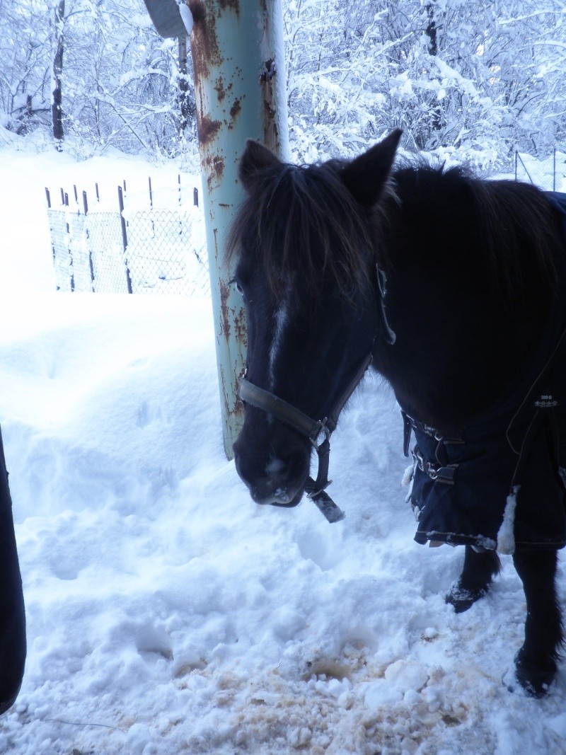 HAVANE - OI poney  née en 1995 - adoptée en mars 2014 par dona carlota P2020012