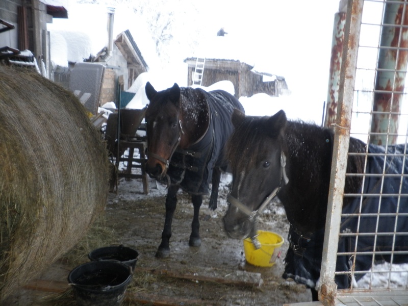 HAVANE - OI poney  née en 1995 - adoptée en mars 2014 par dona carlota P2020015