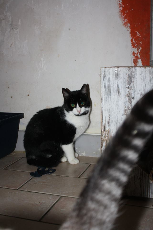 July, femelle, 05.2014, noire et blanche July10