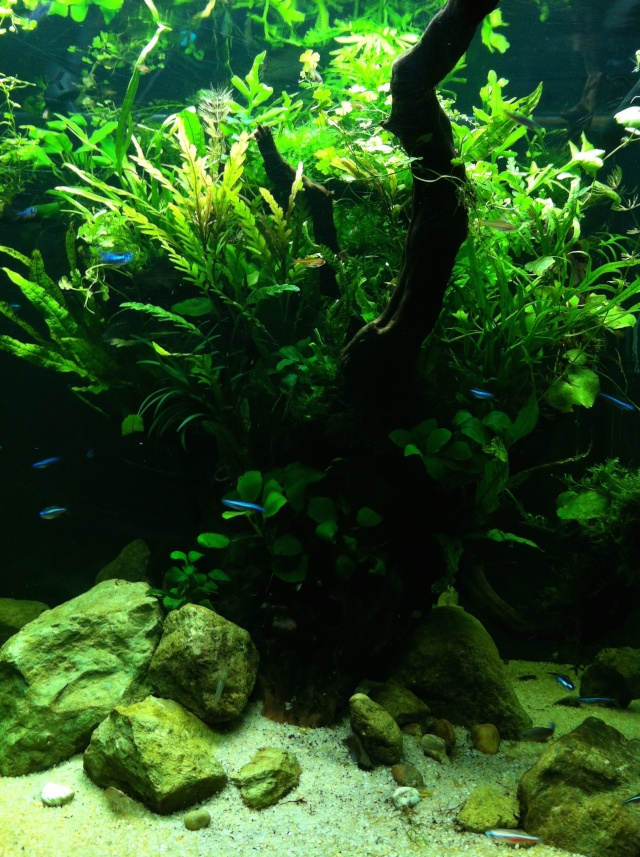 Présentation de mes aquariums - Page 2 Fa710