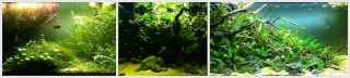 Présentation de mes aquariums - Page 11 Fotorc17