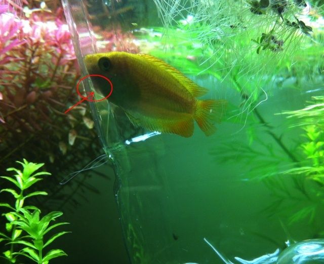 Présentation de mes aquariums - Page 9 Img_9312