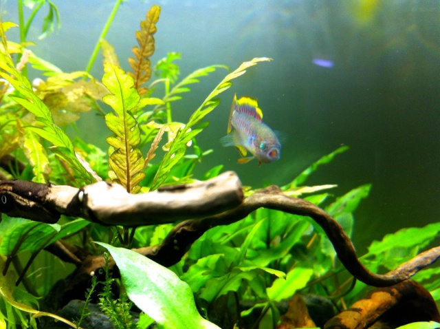 Présentation de mes aquariums - Page 11 Img_9620