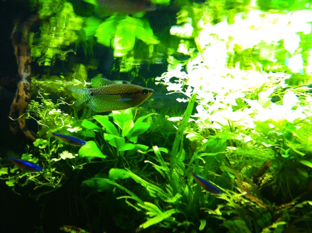Présentation de mes aquariums - Page 11 Img_9622