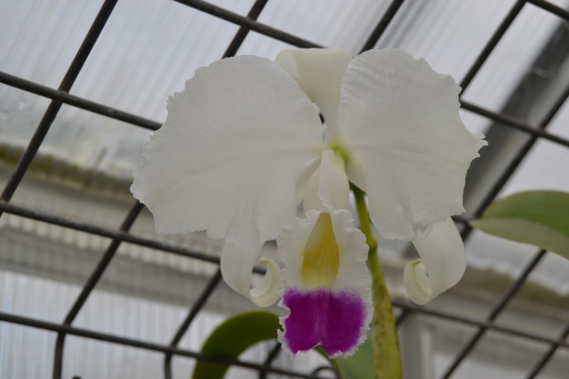 Cattleya trianae f. semi-alba Dsc_0010