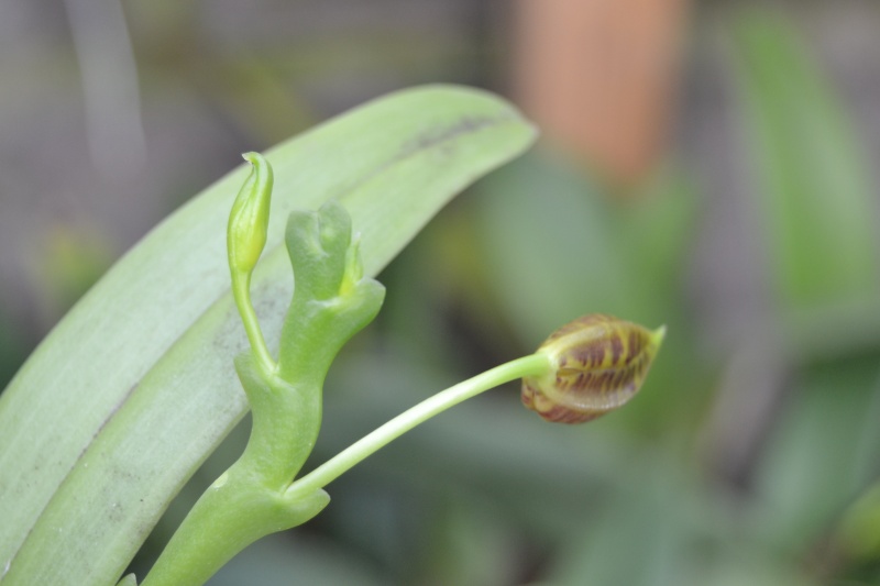 Phalaenopsis pantherina 'Chiba' CBM/AJOS Dsc_1012