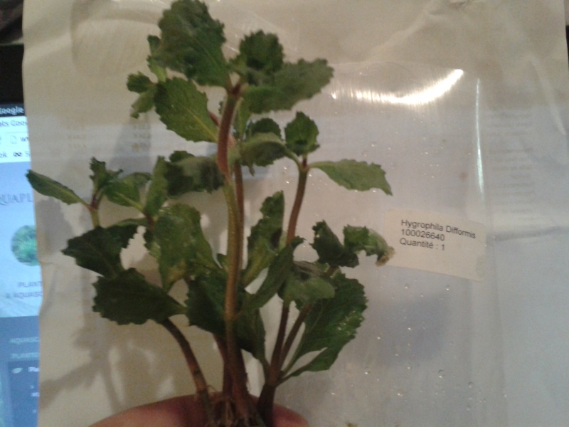 Aide à l'identification d'une plante 2015-010
