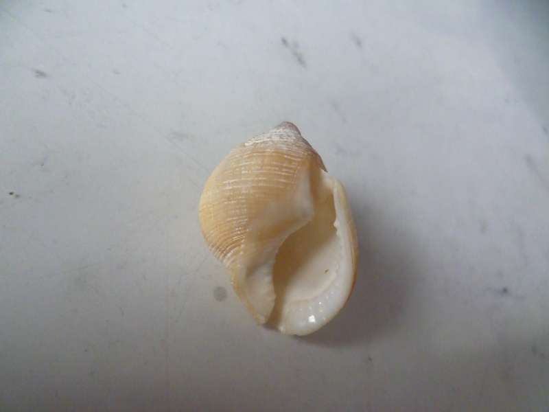 Aspa marginata - (Gmelin, 1791) P1160515