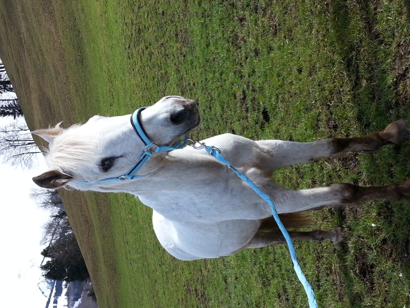 Cosette, ponette au grand coeur 20130410