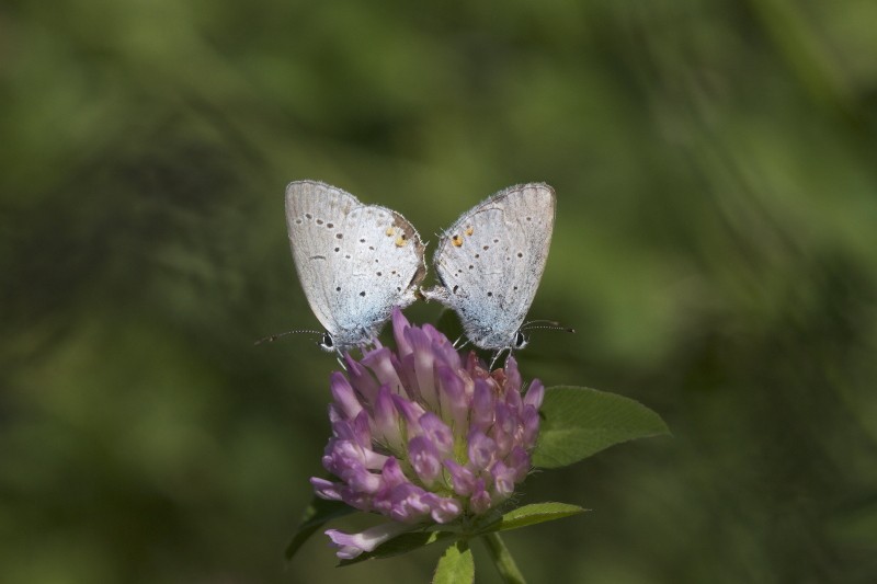 Les petits bleu Everes10