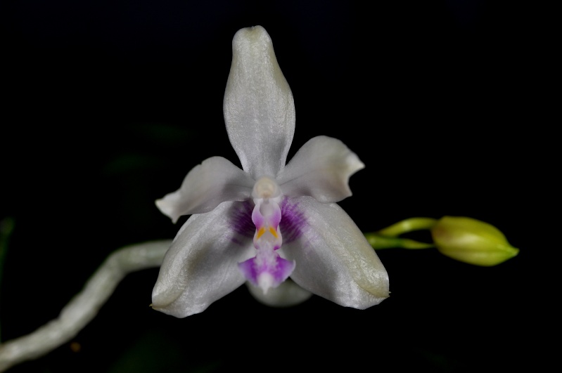 Phalaenopsis fimbriata Dsc_5513