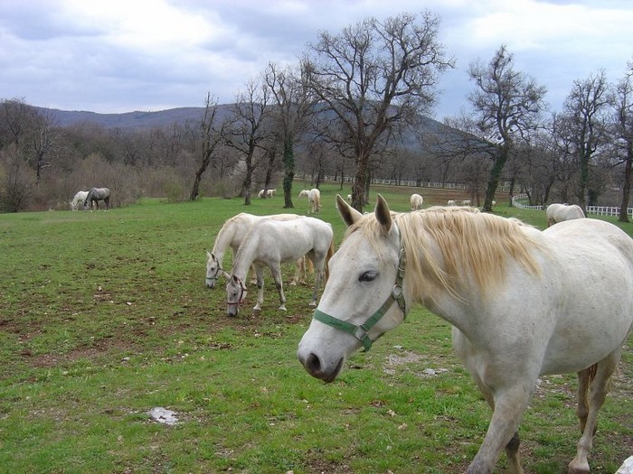 Les Pays - Slovenie 000_0854