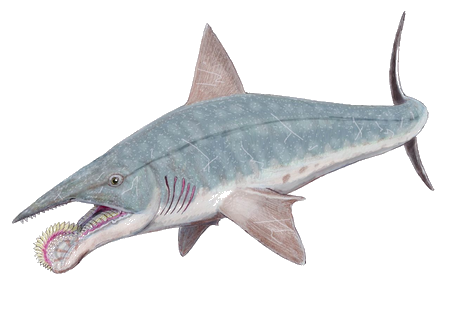    Helicoprion 1280px20