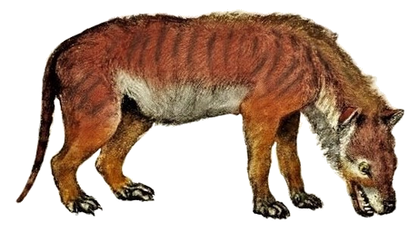             Hyaenodon Hyaeno10