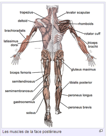 Les muscles du corps humain Poster10