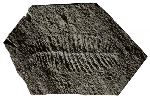Fractofusus misrai - (moins 570 millions d'années) Przoca12