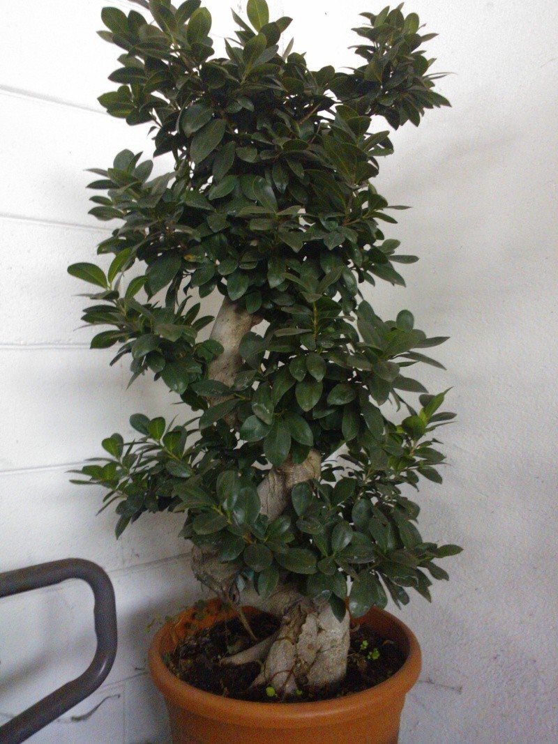 Ficus colonnare da rivedere Wp_00010