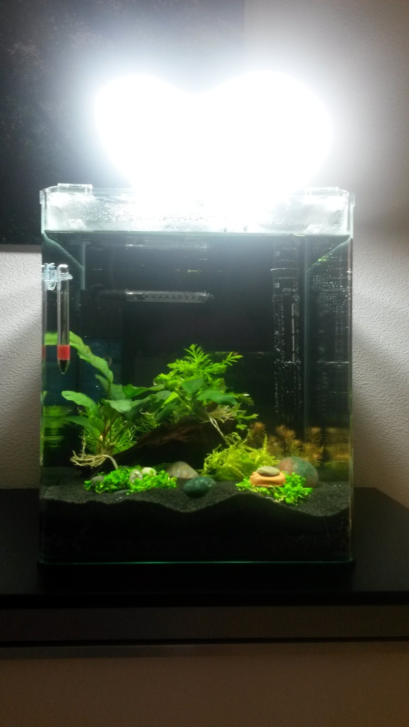 2 ème aquarium : nano 30 litres 20150210