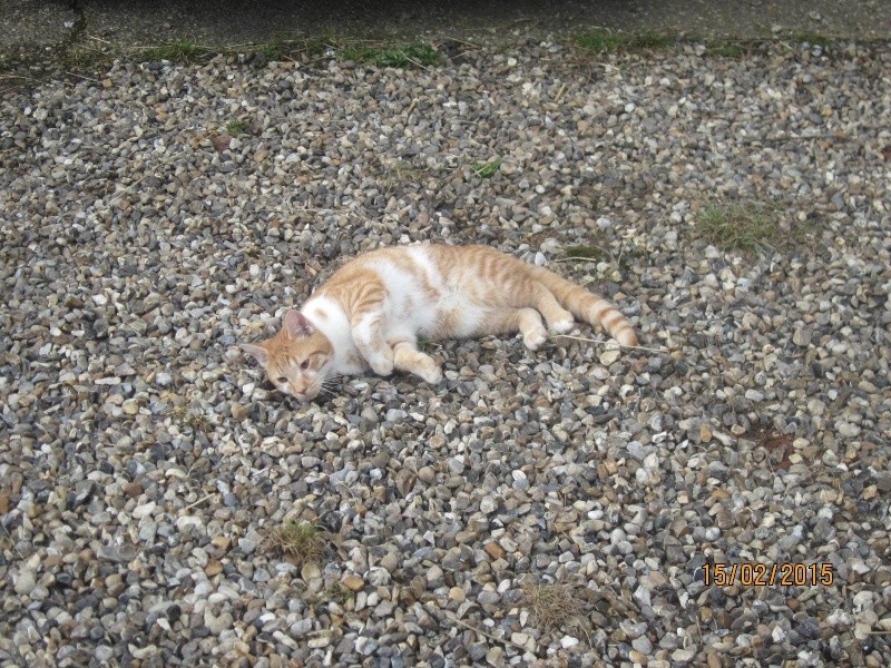 roux - Curly - Adorable chaton roux et blanc plein de vie 10298510