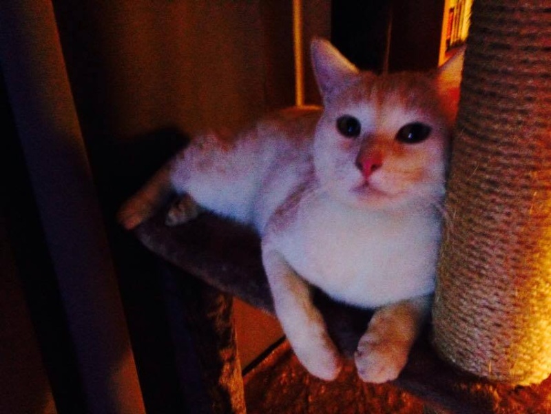 Blanco - Adorable minou blanc - adopté :) 10933911