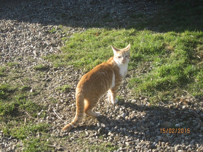 chaton - Curly - Adorable chaton roux et blanc plein de vie 10974510