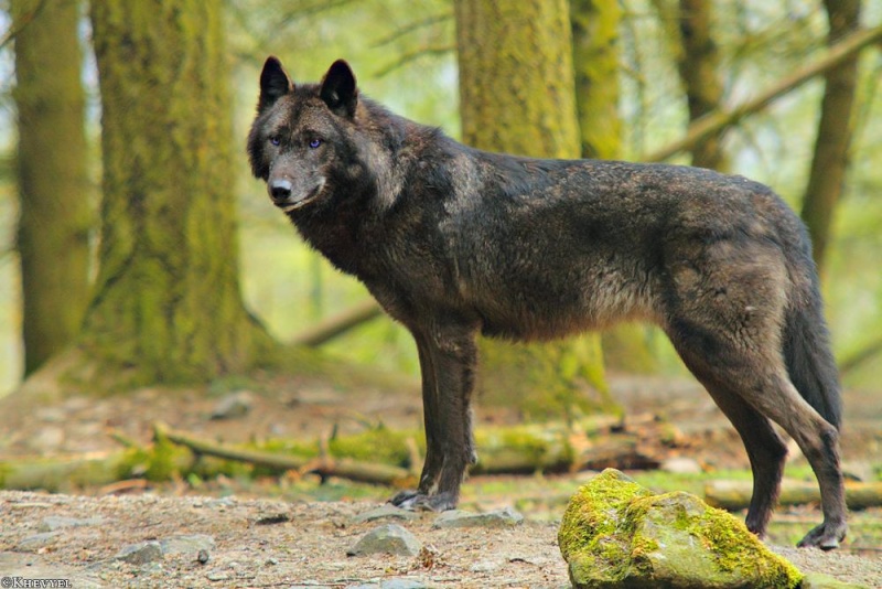 Shenali | Die in den Schatten wandelt | Beta-Fähe Wolf_a10