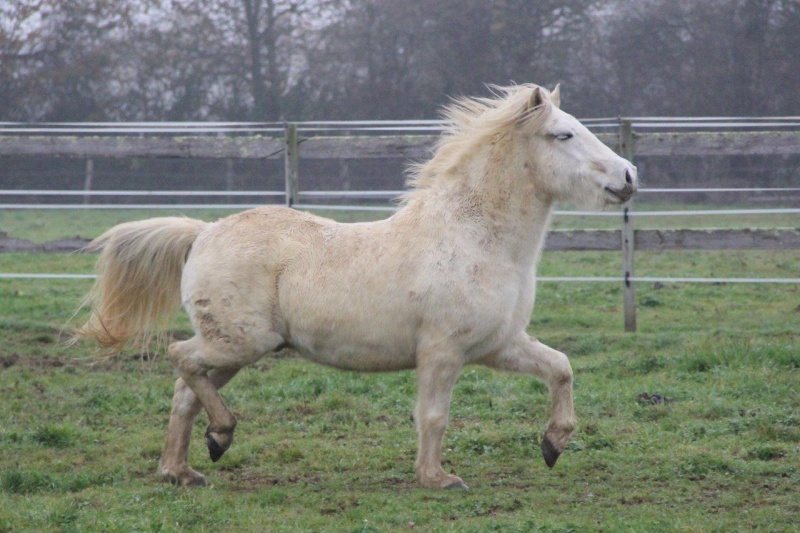 Machu, ancien poney de club Change21