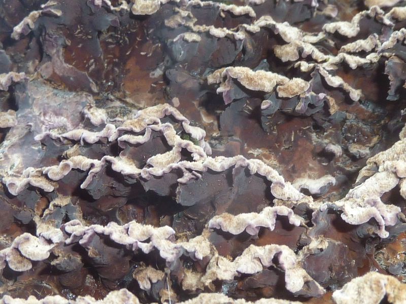 champignon sur marronnier P1220511