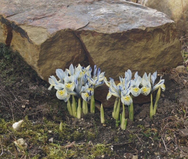 Schwertliliengewächse: Iris, Tigrida, Ixia, Sparaxis, Crocus, Freesia, Montbretie u.v.m. - Seite 4 02015