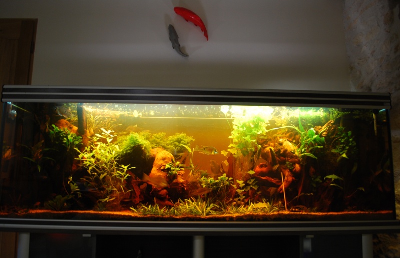 On ne s'ennuis pas en aquariophilie/ aquarium 830 litres - Page 3 Aqua10